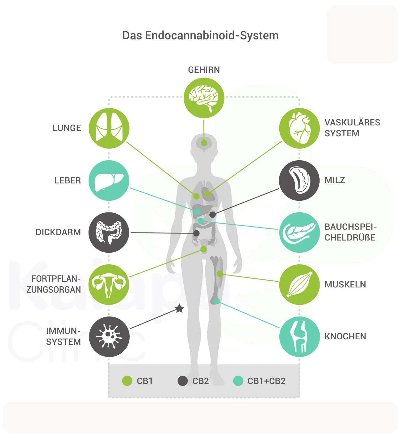 Das menschliche Endocannabinoid-System und der Entourage Effekt