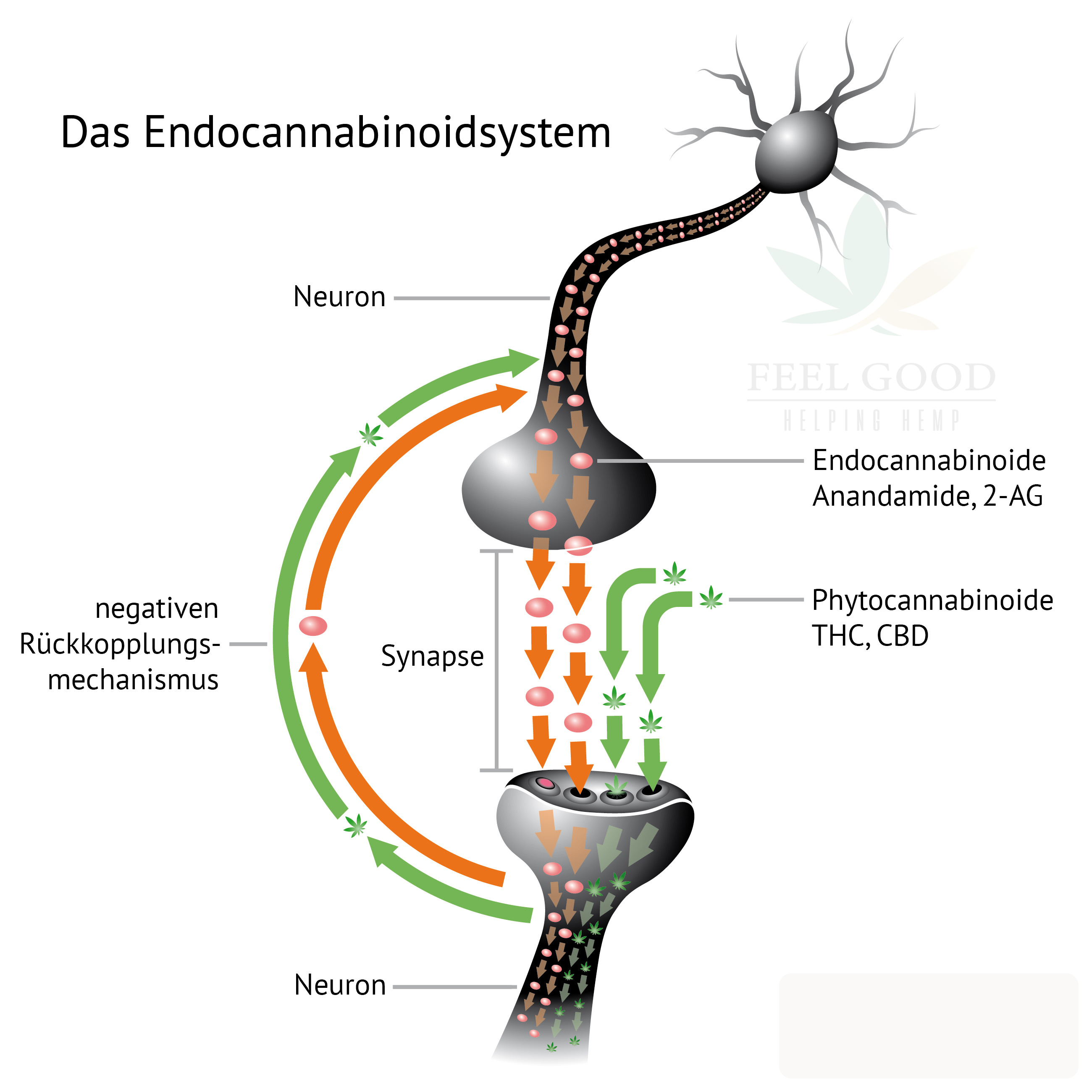 Endocannabinoid-system